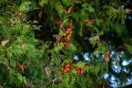 Monarchs gather in Stonington before journey south
